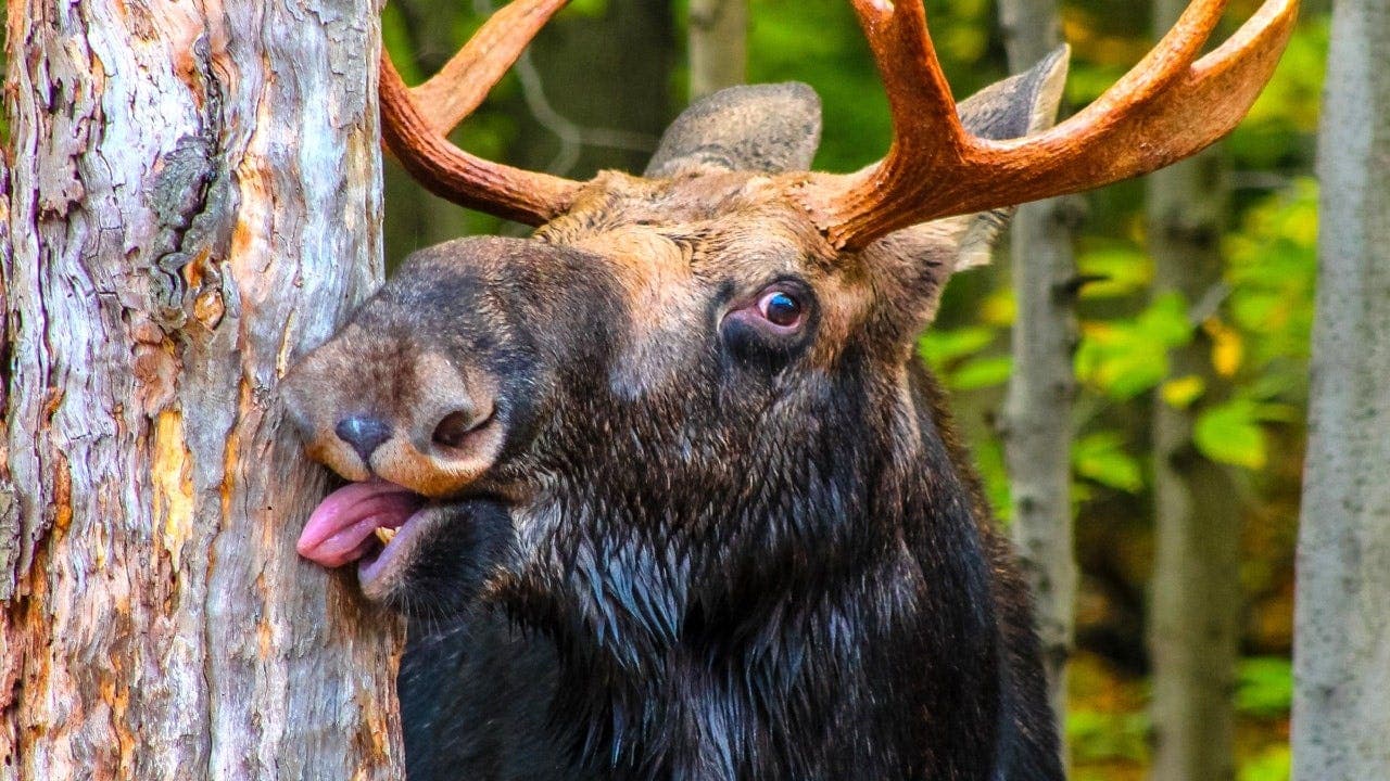 Idaho deputy rescues juvenile moose tangled in wire in heartwarming video now going viral